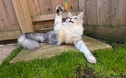 Maine Coon cats for sale: Affectionate & Handsome Purebred Maine Coon Boy  - Image 11