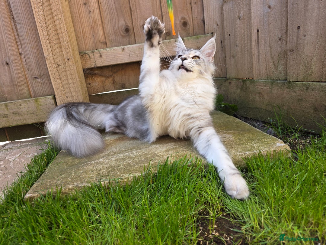 Maine Coon cats for sale: Affectionate & Handsome Purebred Maine Coon Boy  - Image 11
