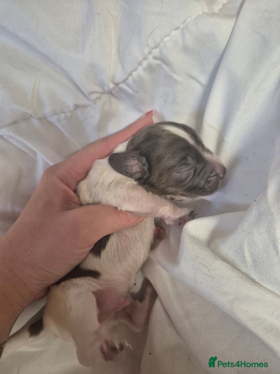 Cocker Spaniel dogs for sale: Stunning cocker spaniel pups - Advert 10