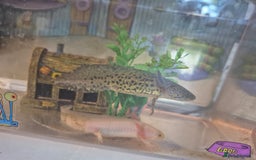 Axolotl reptiles for sale: Axolotls  - Image 1