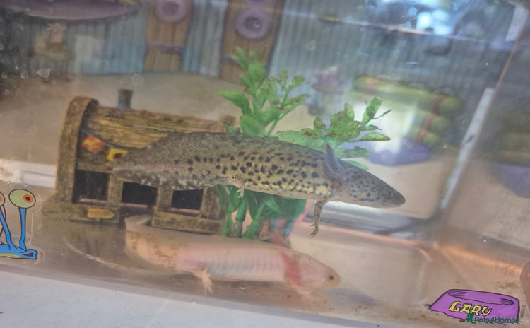 Axolotl reptiles - Advert 4