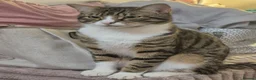 Mixed Breed cats for sale: Boy and girl kitten - Advert 3