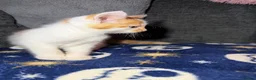 Mixed Breed cats for sale: Gorgeous white ginger tabby male kitten for sale  - Advert 4