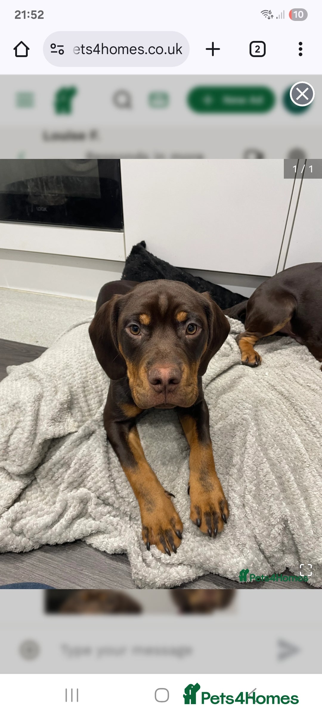 Mixed Breed dogs for sale: Charlie  - Advert 2