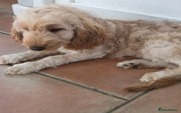 Cockapoo dogs for sale: FULLY VACCINATED cockapoo girl  - Image 6