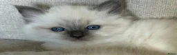Birman cats for sale: Beautiful Blue Point Birman-Ragdoll Kittens in Leicester - Advert 14