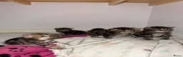 Domestic Shorthair cats for sale: Fur babies - Advert 5