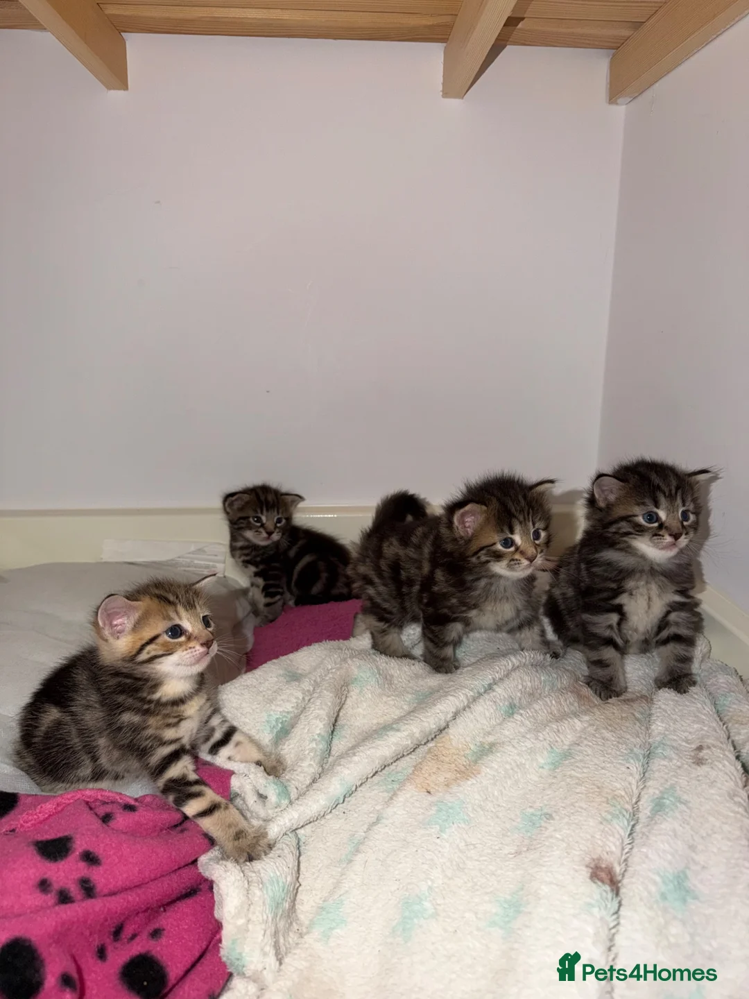 Domestic Shorthair cats for sale: Fur babies - Advert 5