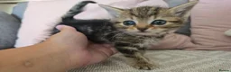 Mixed Breed cats for sale: 5 beautiful female kittems - Advert 6