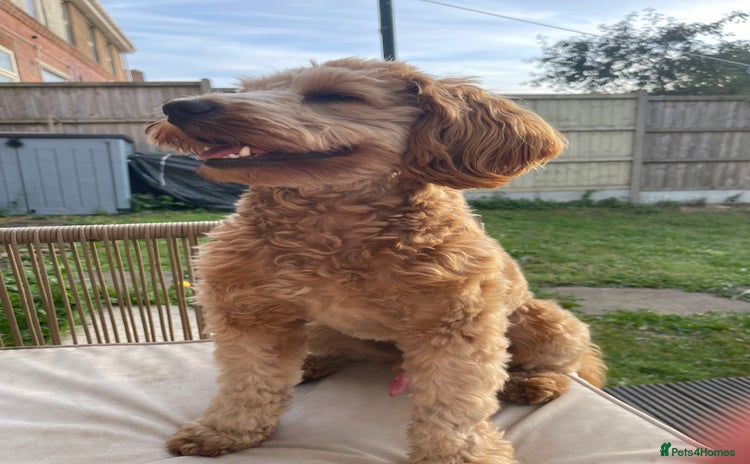 Cockapoo dogs - Advert 1