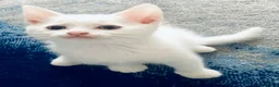 Khao Manee cats for sale: Beautiful Khao manee kitten - Advert 2
