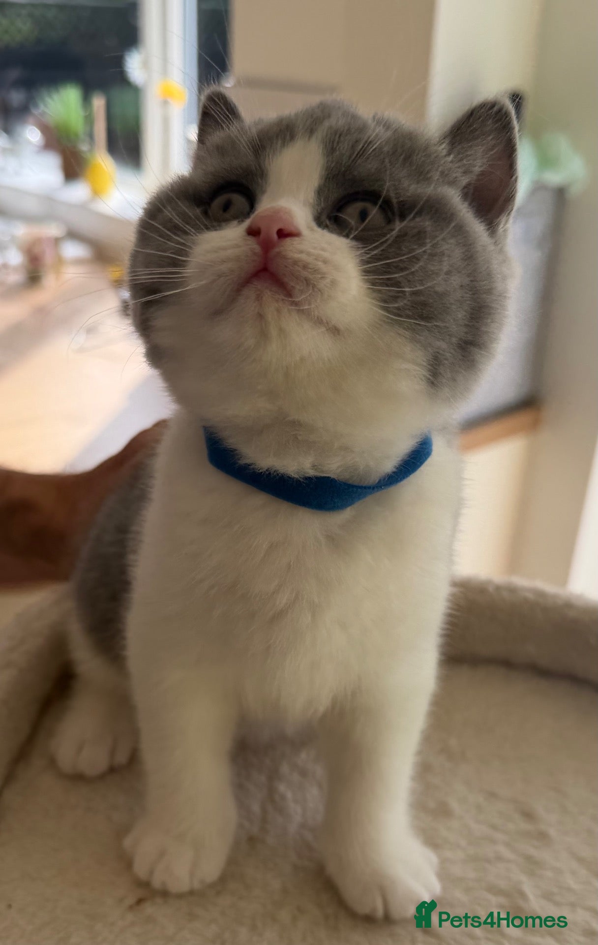 British Shorthair cats 🐾 Beautiful Blue & White BSH Boys 🐾 - Advert 2