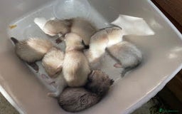Ferret rodents for sale: Hobs for sale  - Image 6