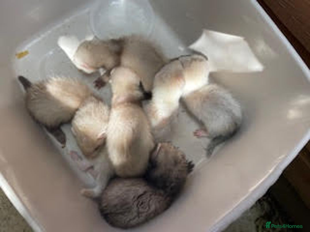 Ferret rodents for sale: Hobs for sale  - Image 6