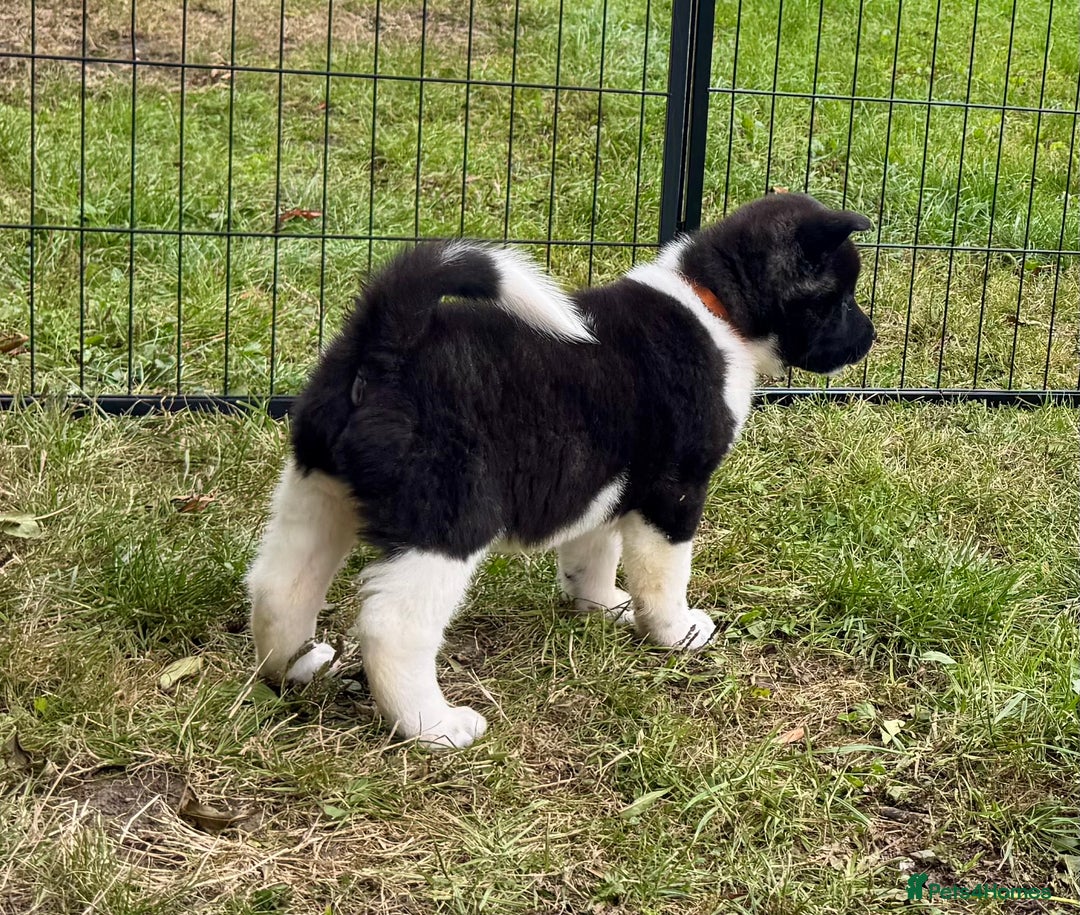 Akita dogs for sale: Quality KC Registered American Akita Puppies - Image 22