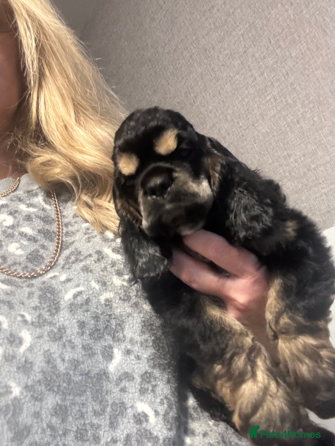 American Cocker Spaniel dogs for sale: KC reg American puppies - Advert 16