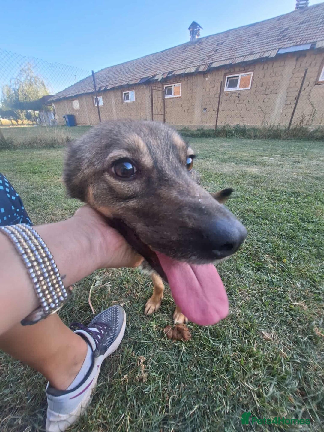 Mixed Breed dogs for adoption: Marvellous Margot for Adoption!  - Advert 5