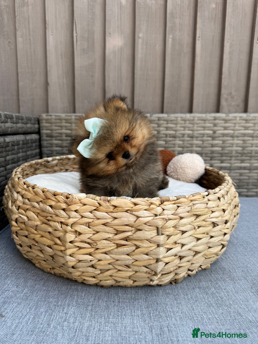 Pomeranian dogs for sale: LOOKING FOR THEIR FOREVER HOME ❤️ - Image 8