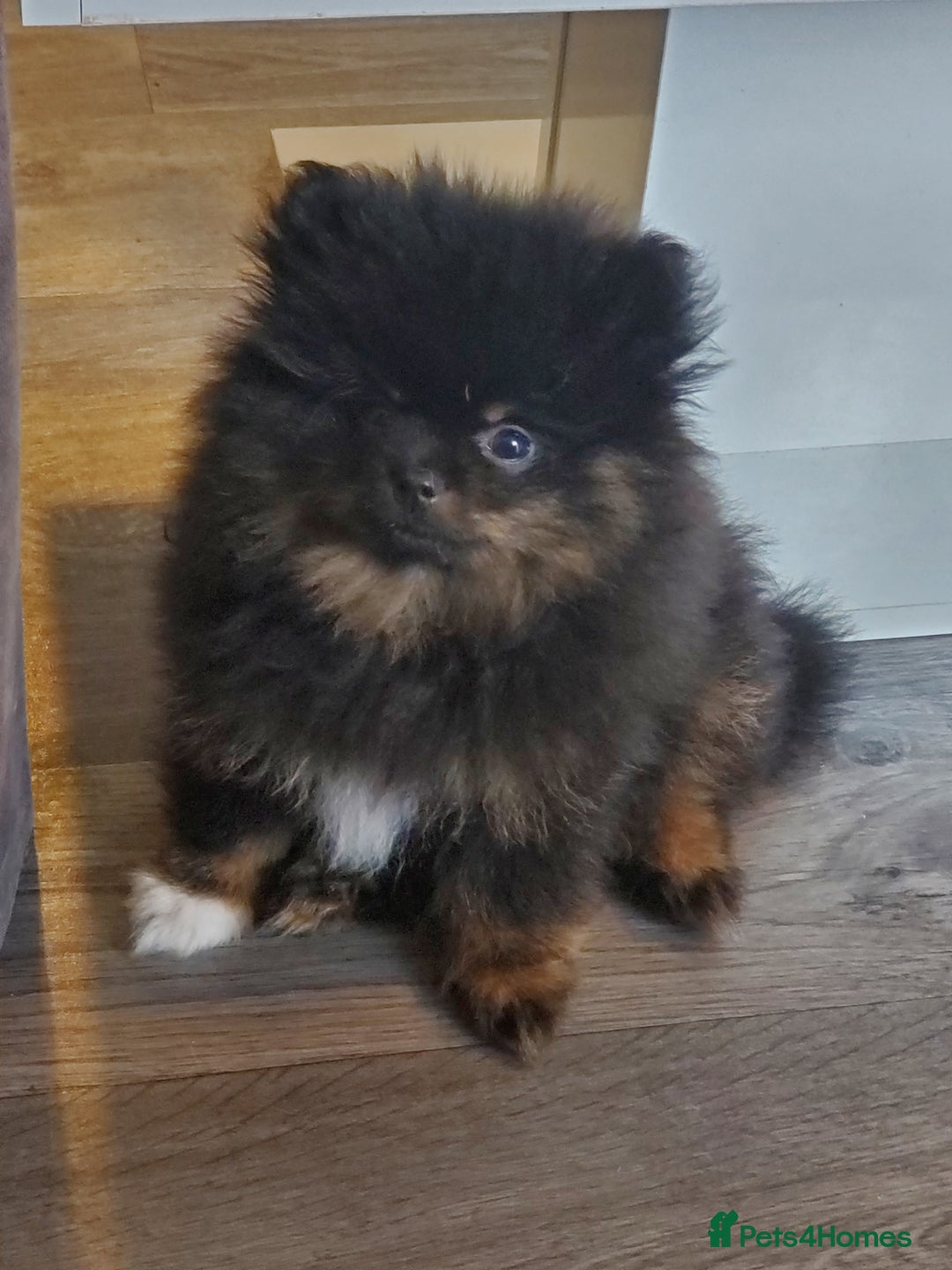 Pomeranian dogs for stud: Kc Pomeranian Male For STUD DUTIES - Advert 27