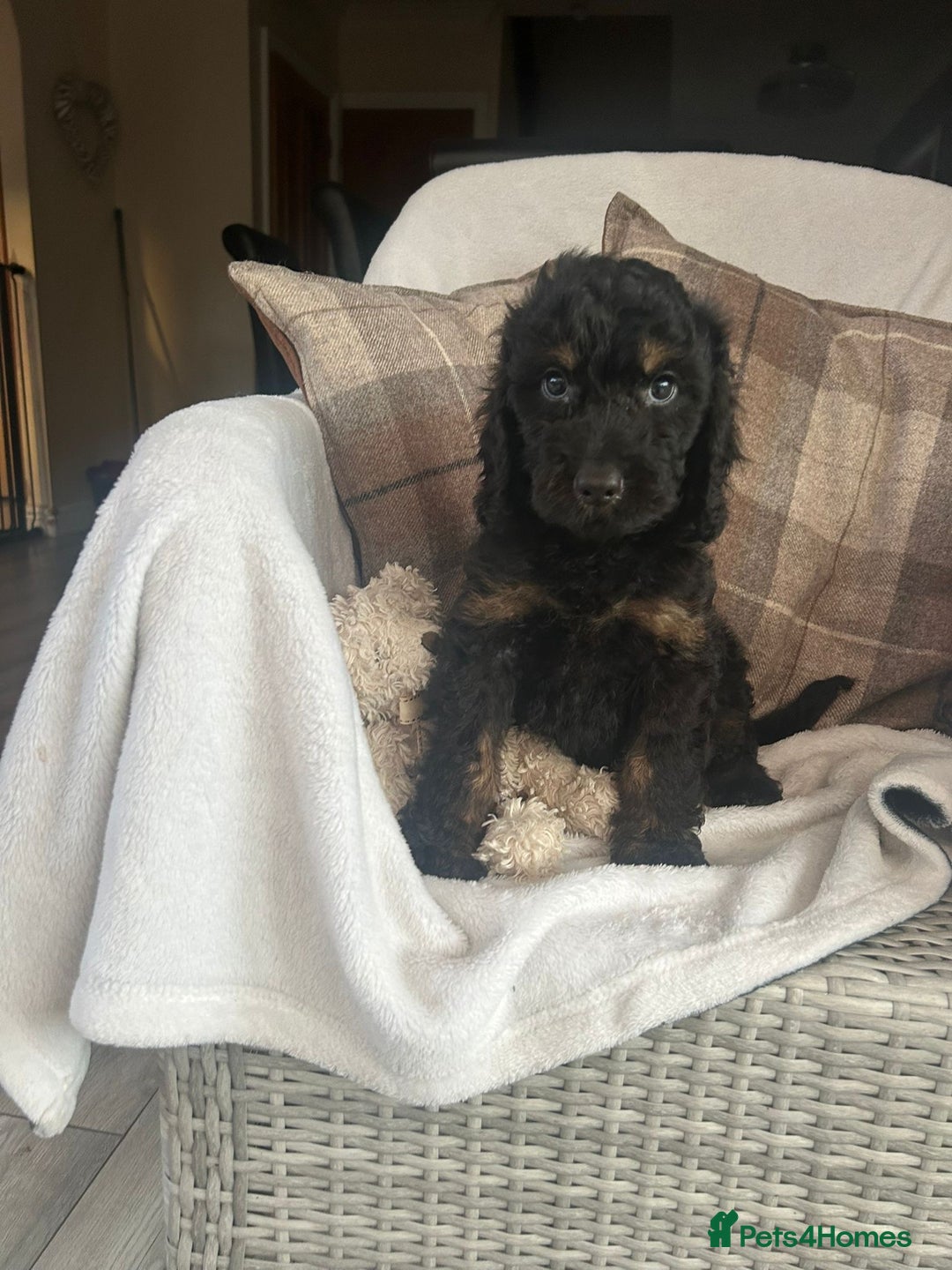 Cockapoo dogs for sale: F1 miniature gorgeous cockapoo puppies  - Image 34