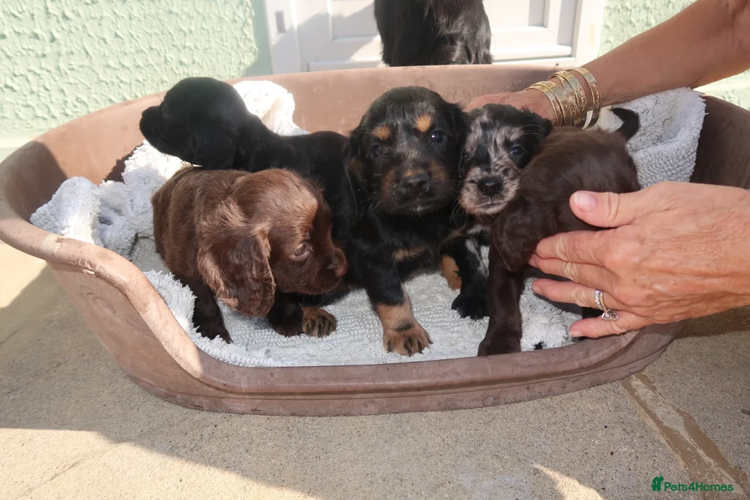 Cocker Spaniel dogs for sale: Cocker spaniel puppies - Advert 5