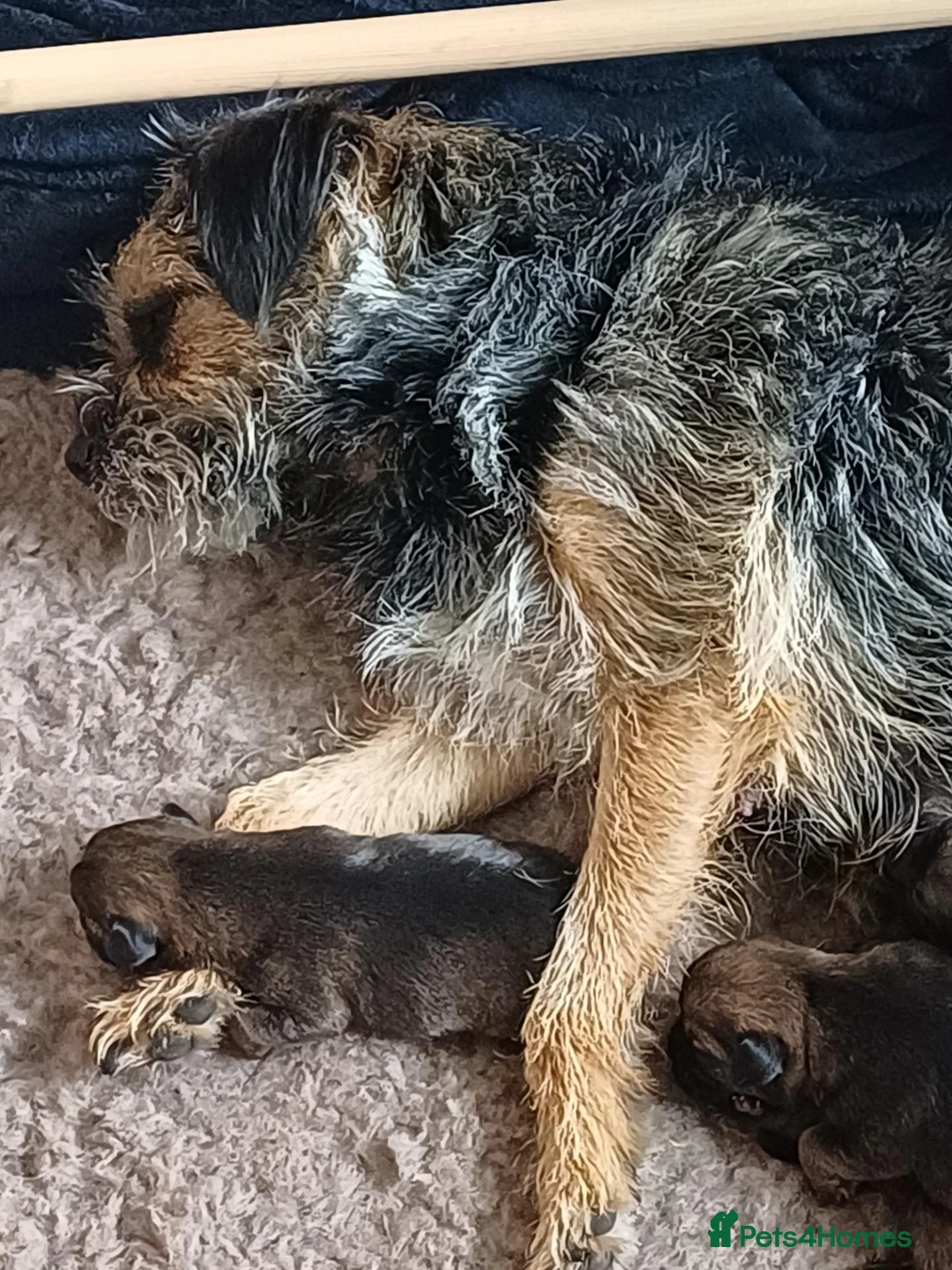 Border Terrier dogs for sale: Gorgeous Border Terrier pups in Selkirk - Advert 2