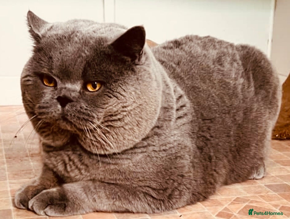 British Shorthair cats ONE TIME ONLY KOLINGA BOY OPEN TO STUD - Advert 1