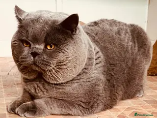 British Shorthair cats ONE TIME ONLY KOLINGA BOY OPEN TO STUD - Advert 1