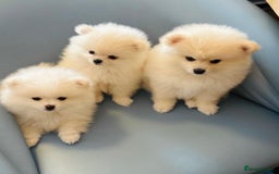 Pomeranian dogs for sale: 🐶 Adorable Pomeranian Puppies for Sale! 🐾 - Image 7