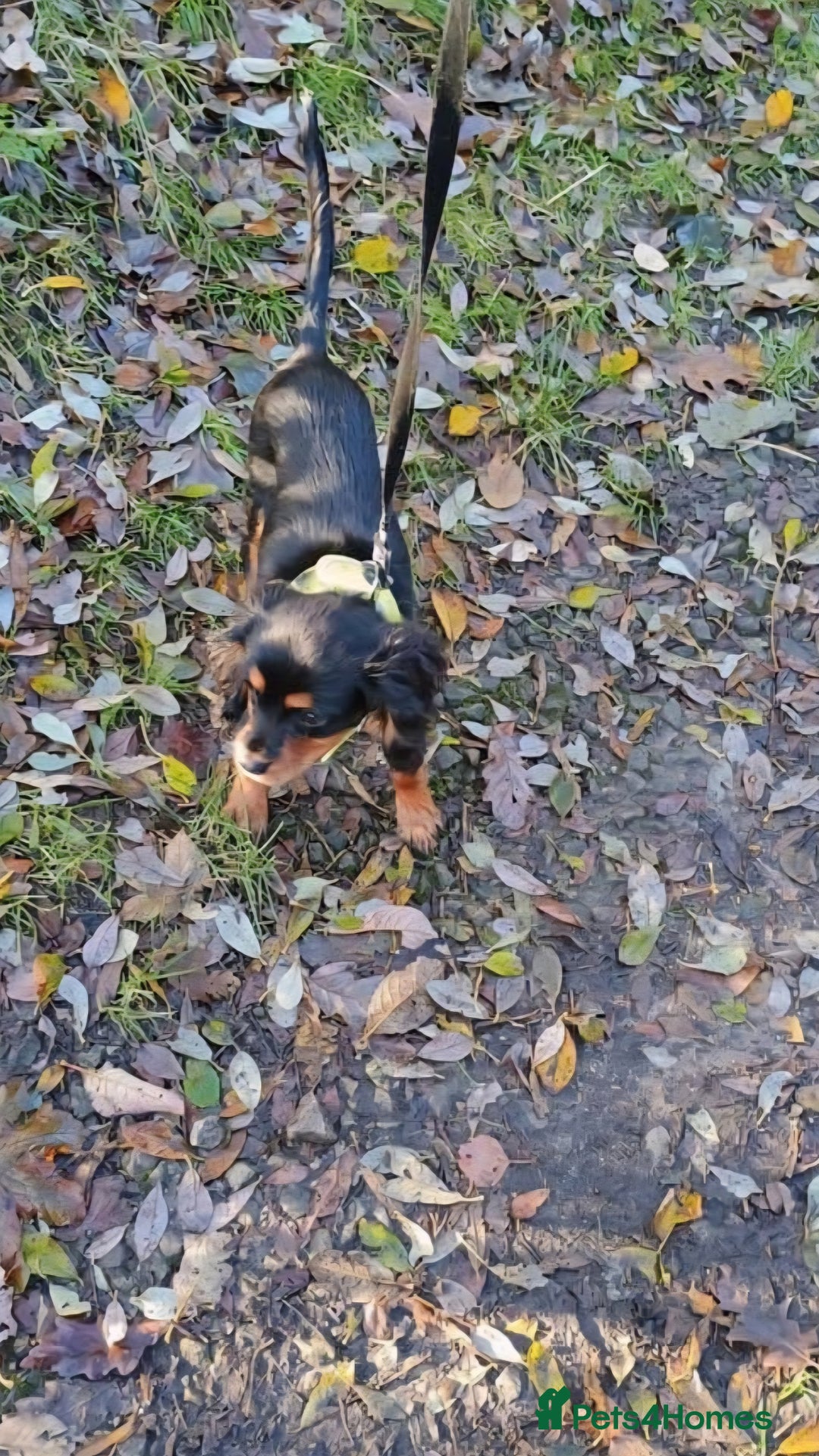 Cavalier King Charles Spaniel dogs for sale: black and tan cavalier 6mo for lovely new home ❤️ - Advert 1