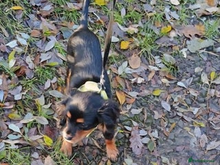 Cavalier King Charles Spaniel dogs black and tan cavalier 6mo for lovely new home ❤️ - Advert 6