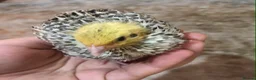 Mixed Breed birds for sale: 5 quail chicks  in Manchester - Advert 3