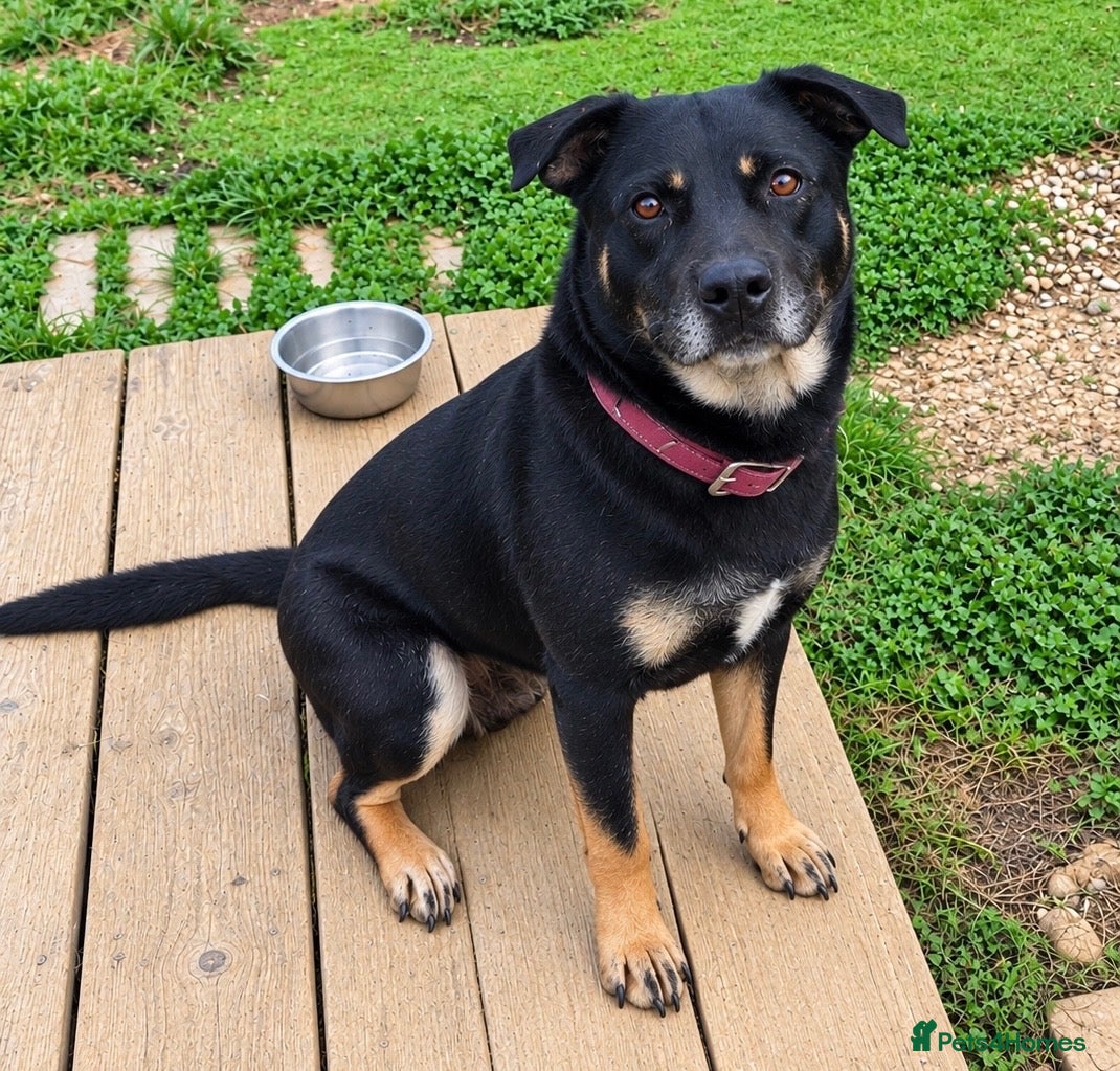 Mixed Breed dogs 2.5 year old female rottie/shepherd  - Advert 5