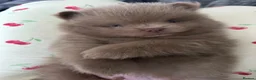 Pomeranian dogs for sale: Lilac & lilac and tan male  - Advert 4