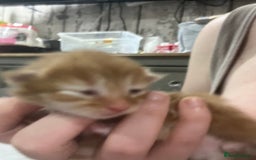 Maine Coon cats for sale: Maine coon kittens - Image 5
