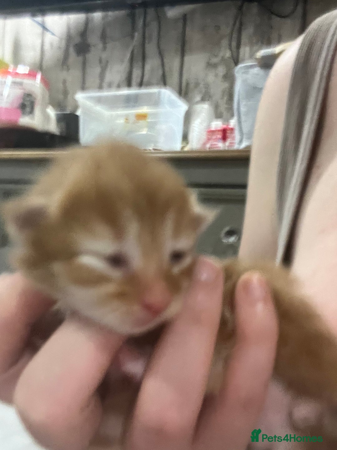 Maine Coon cats for sale: Maine coon kittens - Image 5