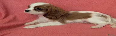 Cavalier King Charles Spaniel 1