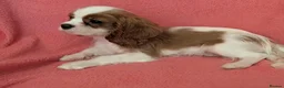 Cavalier King Charles Spaniel dogs for sale: Gorgeous Cavalier King Charles Spaniel puppies - Advert 8