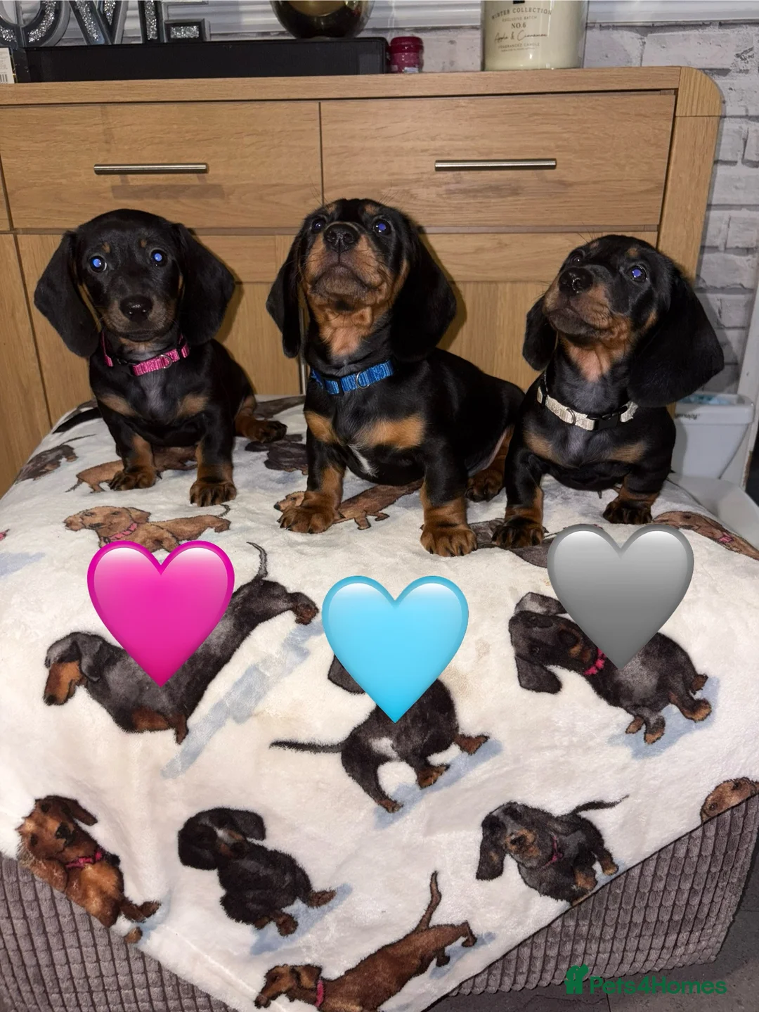 Miniature Dachshund dogs for sale: Stunning Black and Tan smooth fur dachshund pups - Advert 2