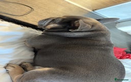 French Bulldog dogs for stud: Meet buddy a lilac frenchie looking for a bitch  - Image 4
