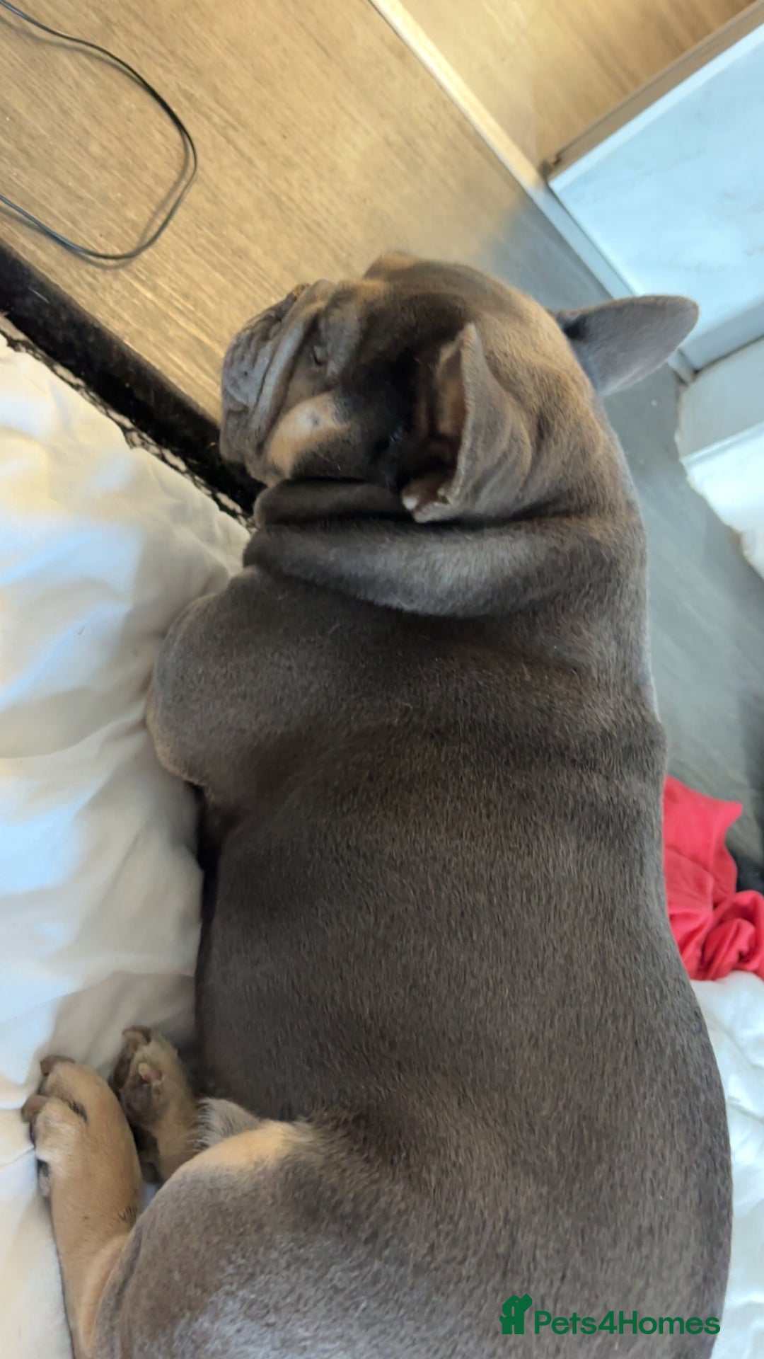 French Bulldog dogs for stud: Meet buddy a lilac frenchie looking for a bitch  - Image 4
