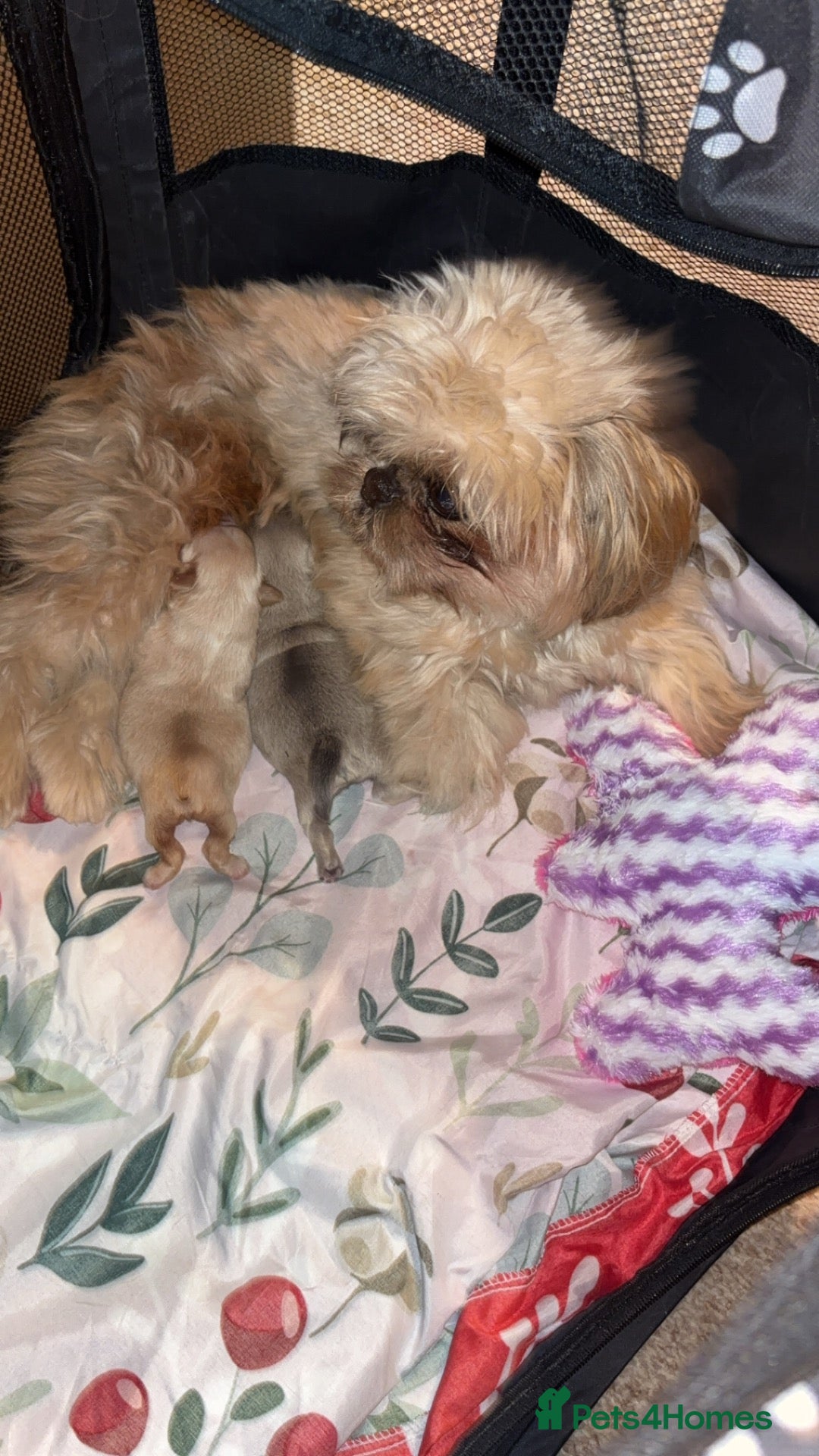 Shih Tzu dogs Boy Shih Tzu puppy - Advert 2