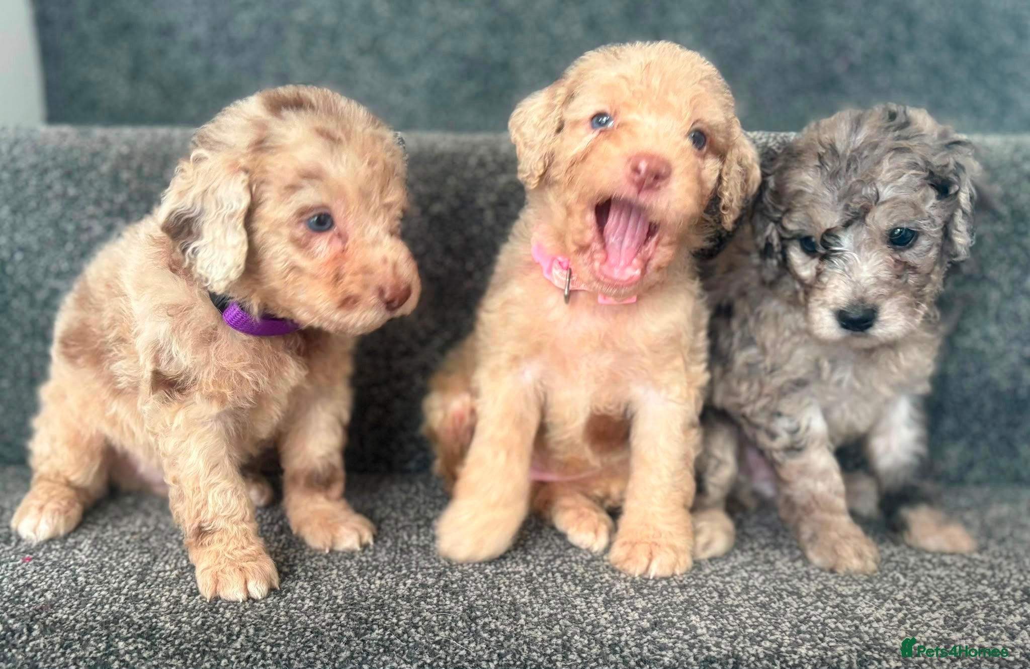 Labradoodle dogs Beautiful labradoodle puppies 🐶 - Advert 8