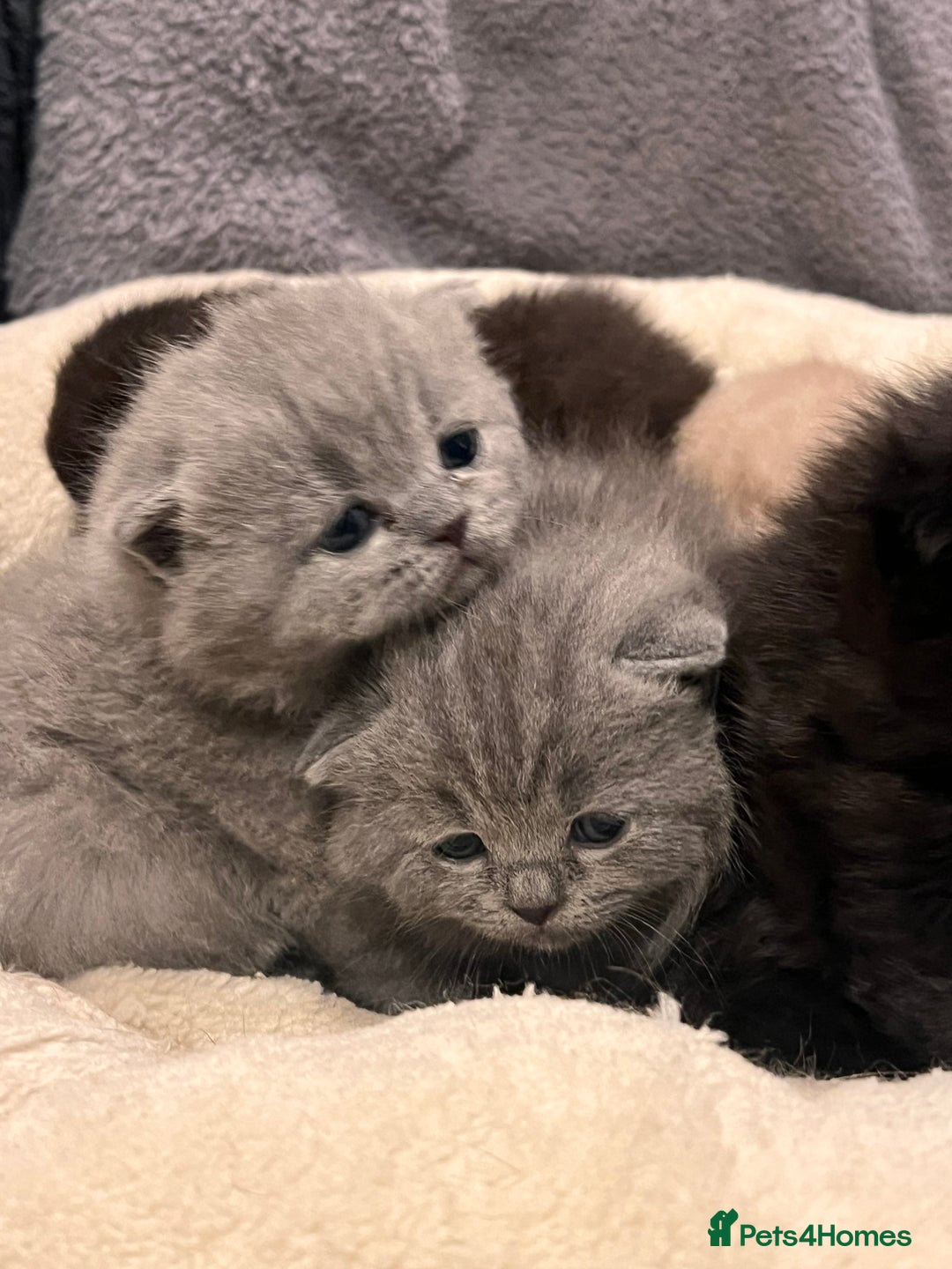British Shorthair cats for sale: Multi-colour GCCF British Shorthair kittens  - Advert 11