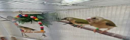 Finches birds for sale: Gouldian and Owl finch - Advert 10