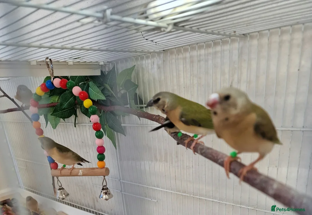 Finches birds for sale: Gouldian and Owl finch - Advert 10