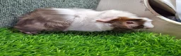 Guinea Pig rodents for sale: Attractive baby boy Guinea Pigs - Advert 13