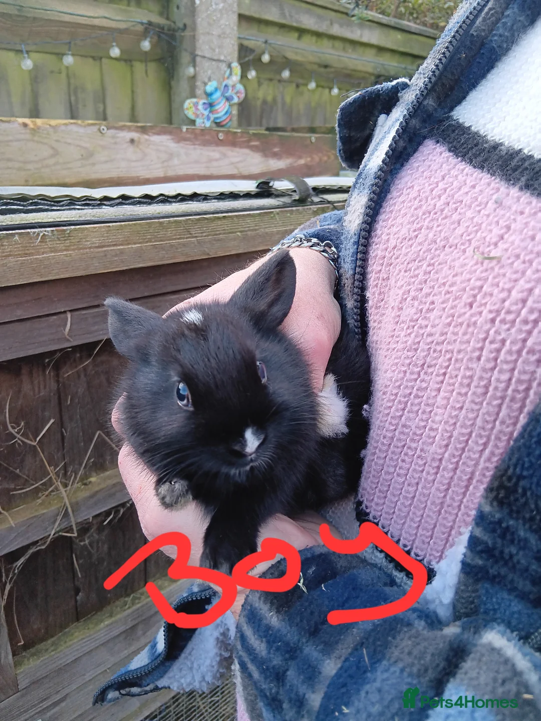 Mixed Breed rabbits for sale: Baby rabbits  - Advert 2