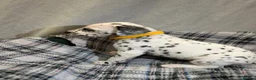 Dalmatian dogs for sale: Dalmatian puppies  in Okehampton - Advert 12