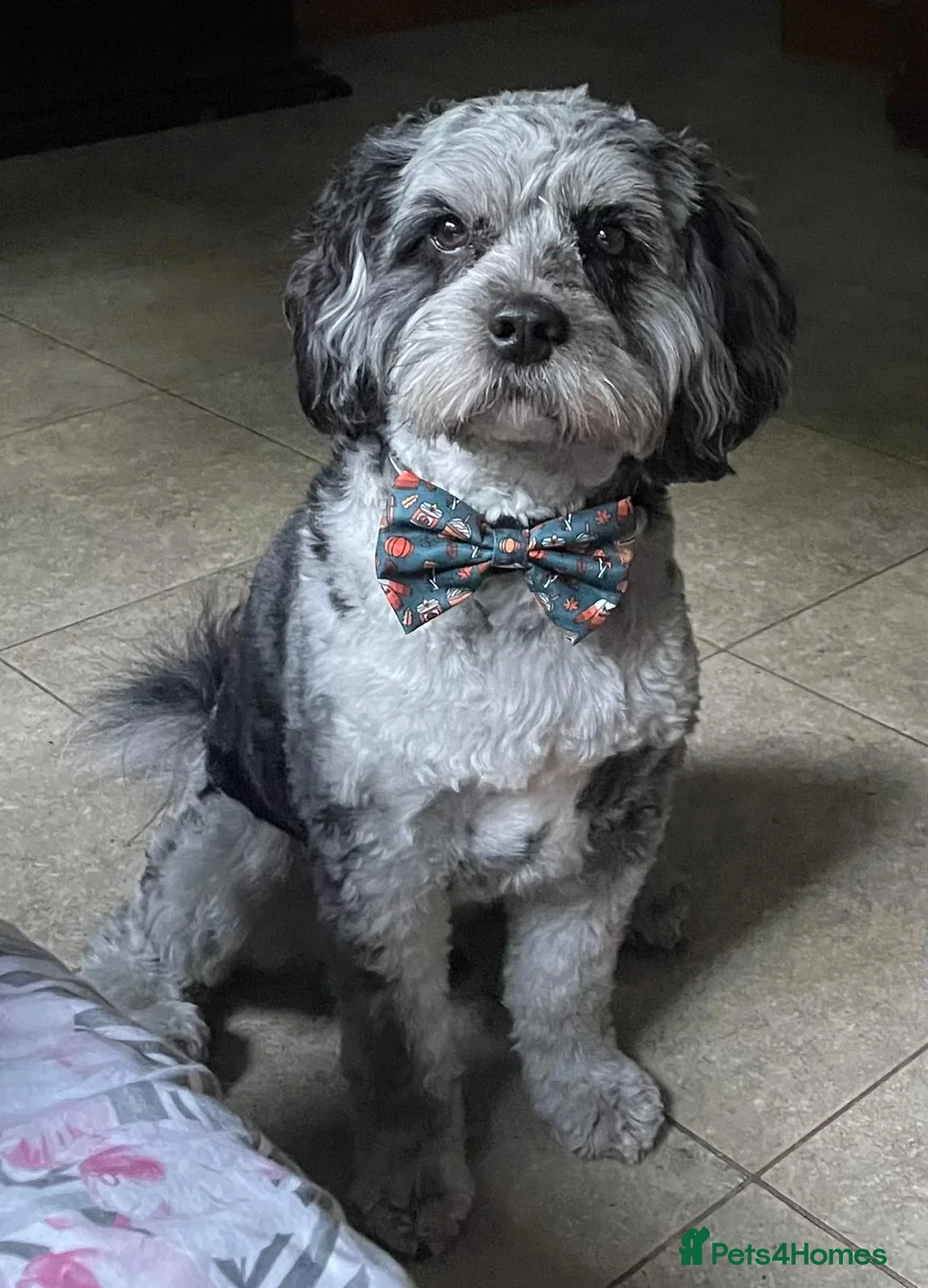 Cavapoo dogs for stud: Extensively DNA tested CAVAPOO Stud  - Advert 13